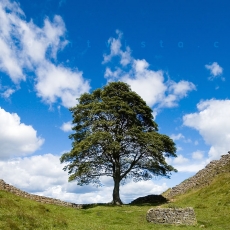 Sycamore Gap